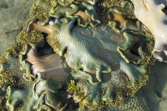 a soft coral exposed from the water at low tide