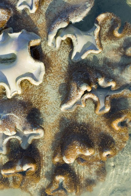 an outcrop of a soft ear shaped corals
