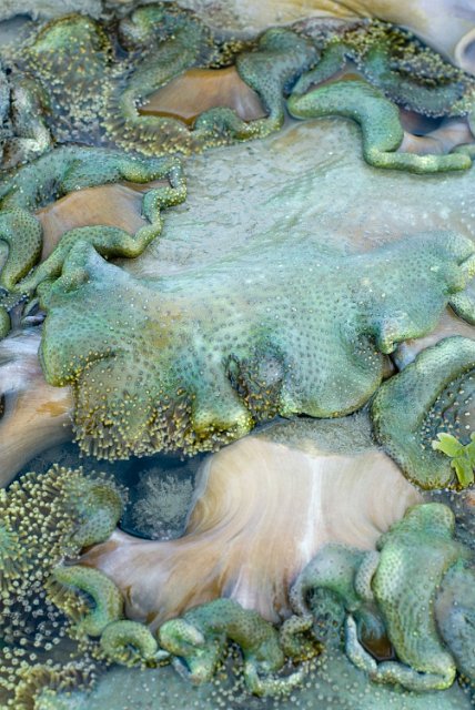 a soft coral colony flaccid at low tide