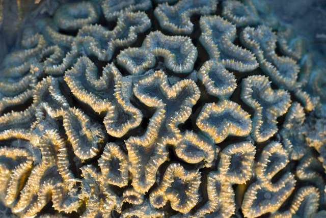 close up on the patterns of a brain coral