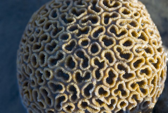 close up on a bolder coral