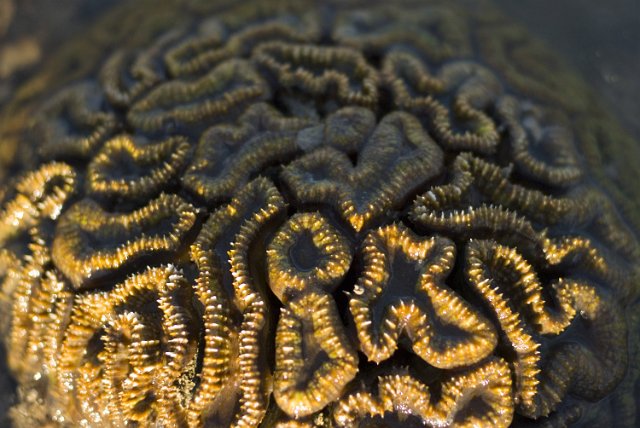 a brain boulder coral Favia sp, from the coral faimily Faviidae