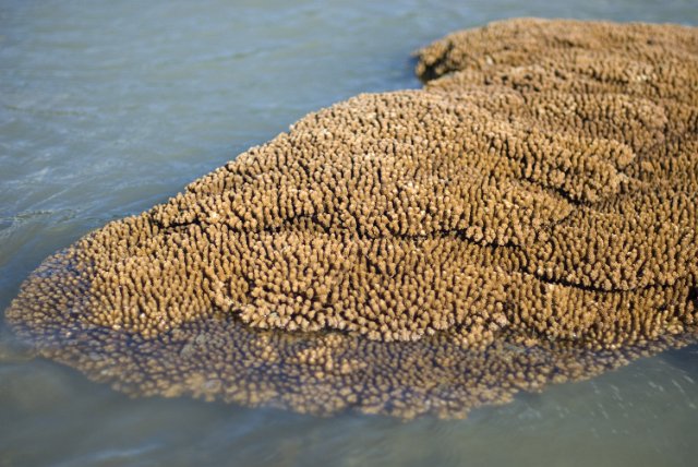 a flat plate coral with finger like growths