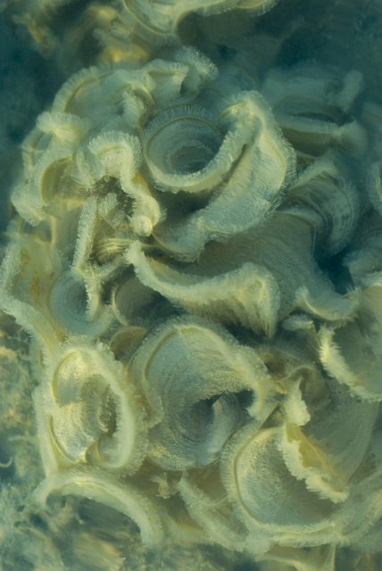 fragile soft corals in shallow water