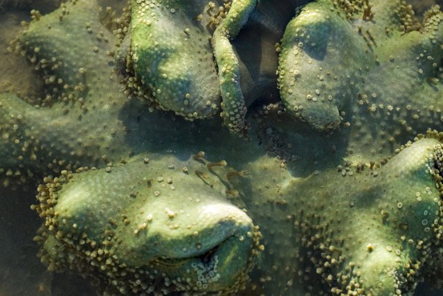 close up images of organic textures on a coral colony