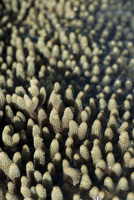 narrow depth of field image, finger like structures on a coral colony