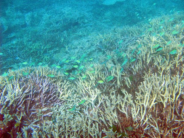 small reef fish and hard corals