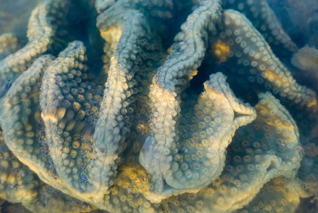 a piece of hard coral with polyps extended for feeding and a water ripple blur