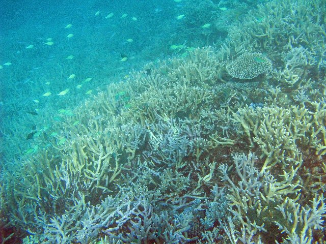 small reef fish and hard corals