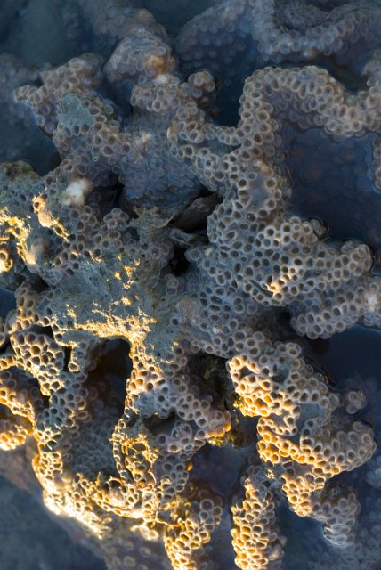 perforated texture of a colony of hard coral exposed above the water