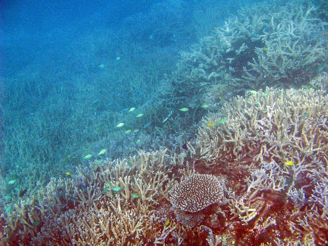 small reef fish and hard corals