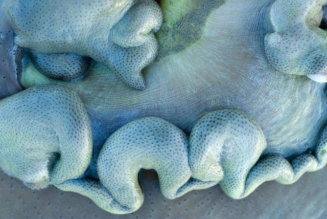lines of growth visible in a soft coral formation