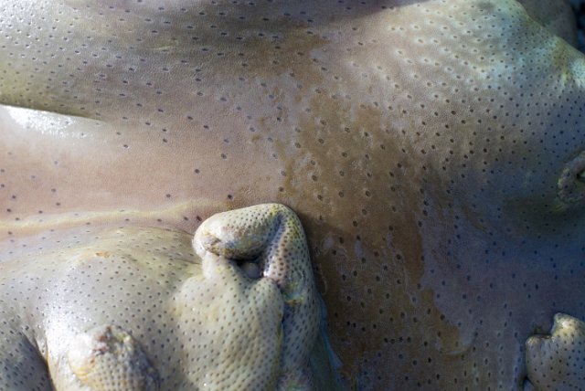 a leather corals, Sarcophyton sp, with polyps retracted leaving a smooth surface