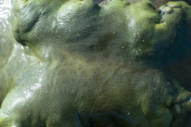 moist green leather coral surface