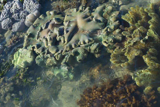 an assortment of coral colonies of various colors and growth formations