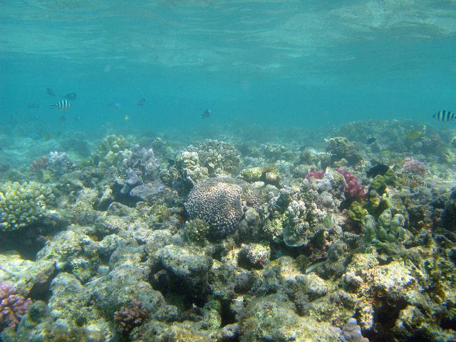 corals and tropical reef fish from an aquamarine underwater landscape