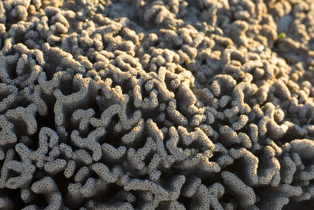 texture of a hard coral of the genus pectiniidae