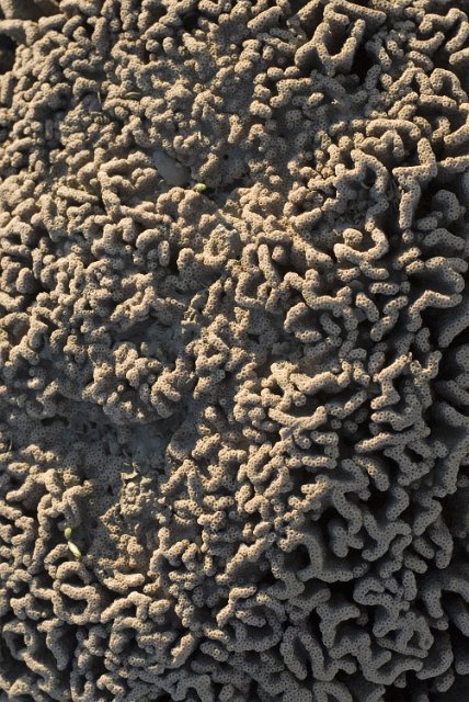 coliforms of coral of the genus pectiniidae creating an unusual background texture