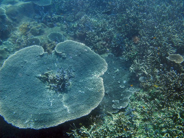 a large plate coral on the sea bed