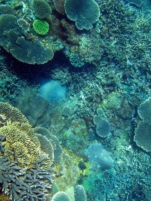 a colourful selection of plate corals on a coral reef