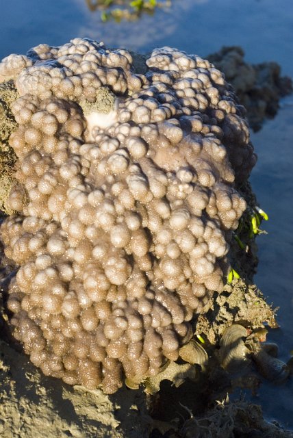 a hard coral with an interesting bulging texture