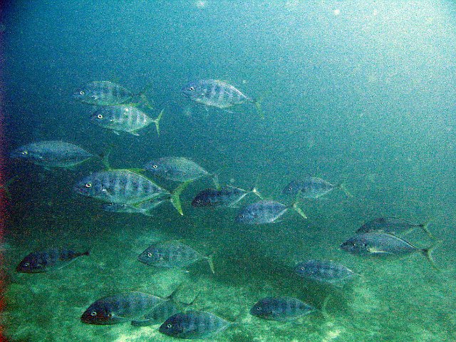a school of fish swimming on the great barrier reef, australia - noisy, grainy
