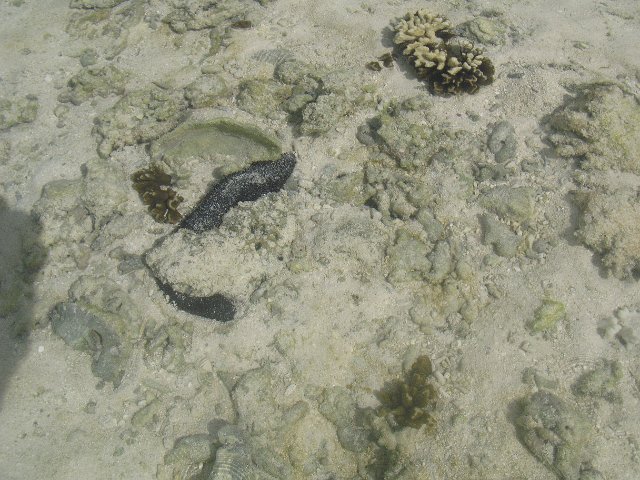 sea cucumbers in shallow water at low tide