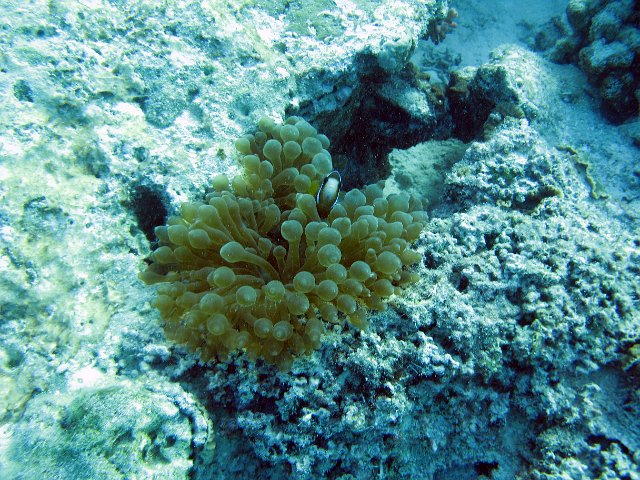 coral details a sea anemone