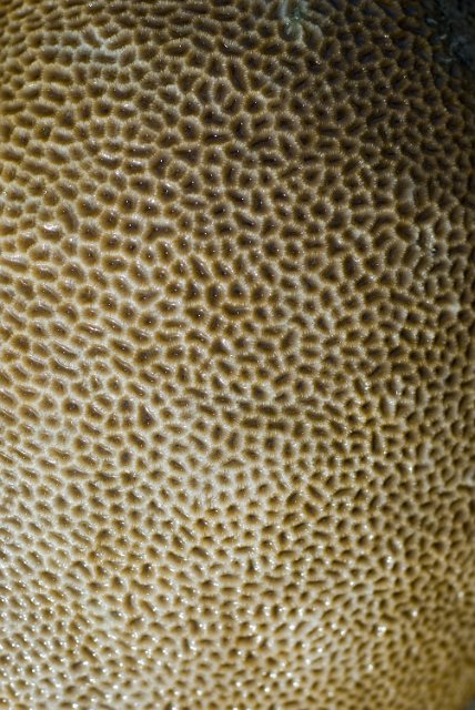 macro image of a boulder star coral