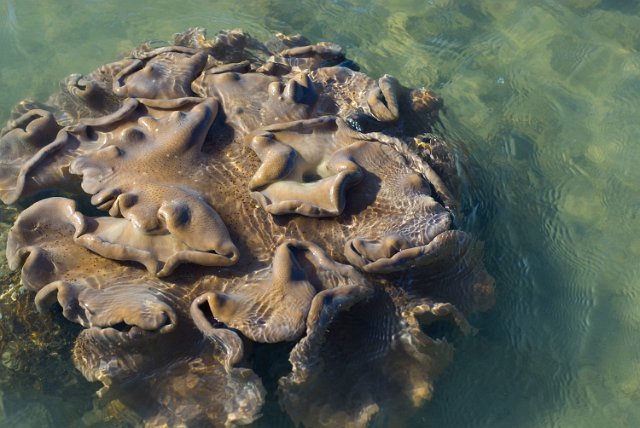 a coral growth in shallow tropical water
