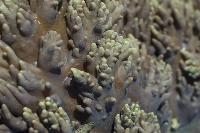 strange textured background of coral growth
