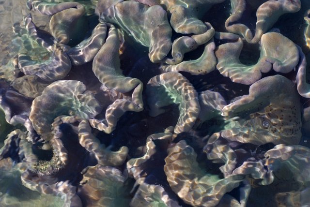 a cabbage like coral formation pictured through surface ripples