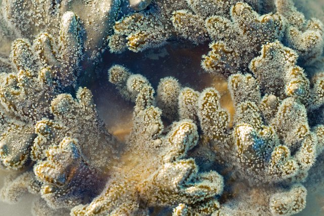 a formation of leather coral with polyps exposed