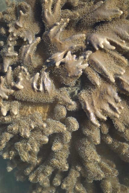 coral patterns at the waters surface on a fringing reef