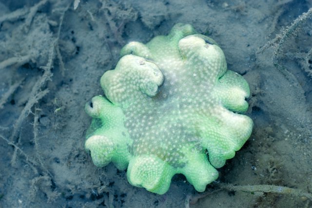 unusual underwater world, a green coral growth