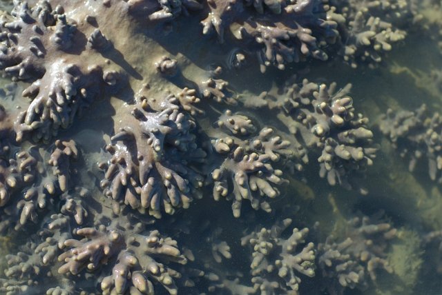 fingers of soft coral growth on a shallow water reef