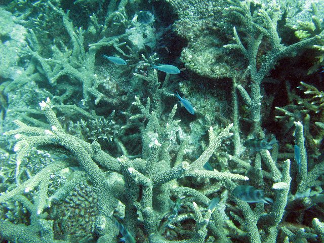 small fish swimming among staghorn coral