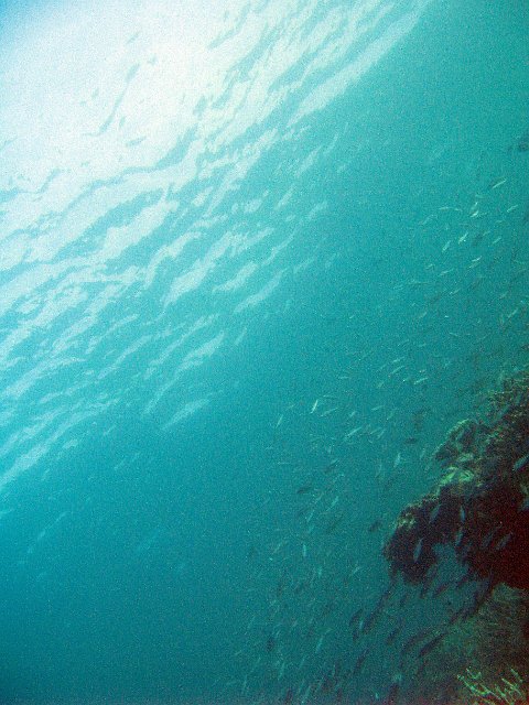 a school of fish and coral bommie against the waters surface creates an attractive underwater background photo