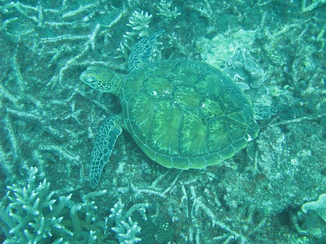 a turtle feeding on a coral reef