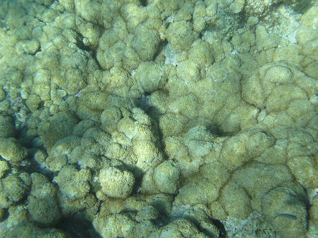 an ugly coral surface with green bulbus clumps