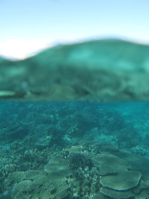 thin line between the surface and the underwater world