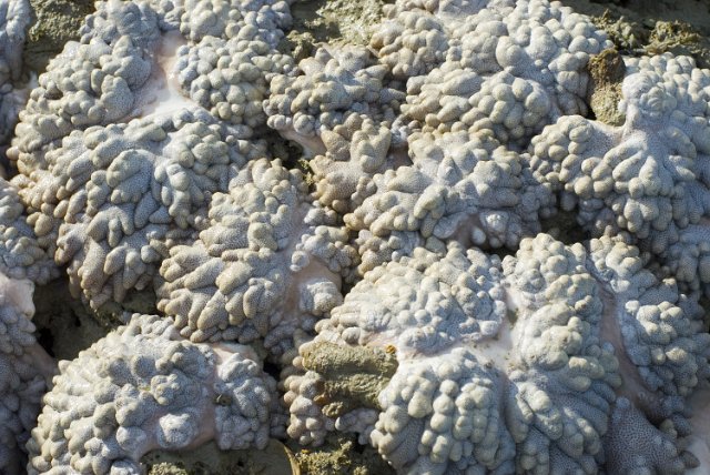 texture image of a white coral surface growing on a reef