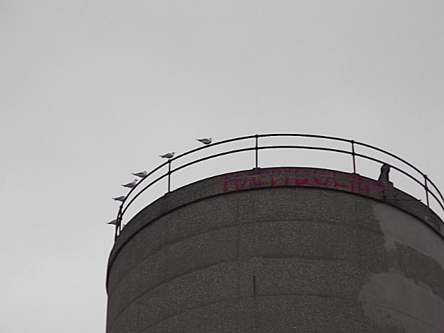 concrete water tower with pigeons