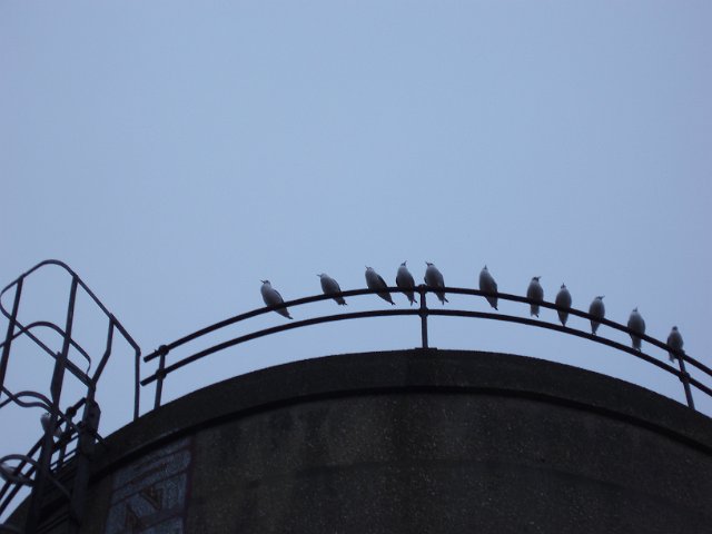 top of a water tower with pigeons