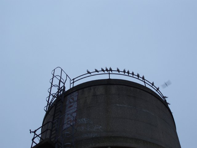 water storage tank with roosting pigeons