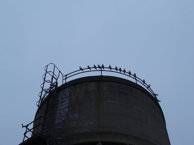 small concrete water tank with pigeons on top