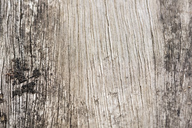 Old rustic weathered mouldy wood background texture in a full frame view with cracks and black mould from damp