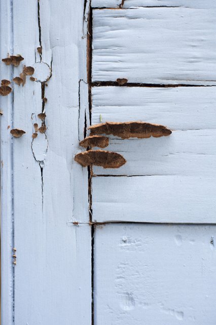 Rotten white painted wooden building wall in close-up, with fungus showing from the cracks of the surface