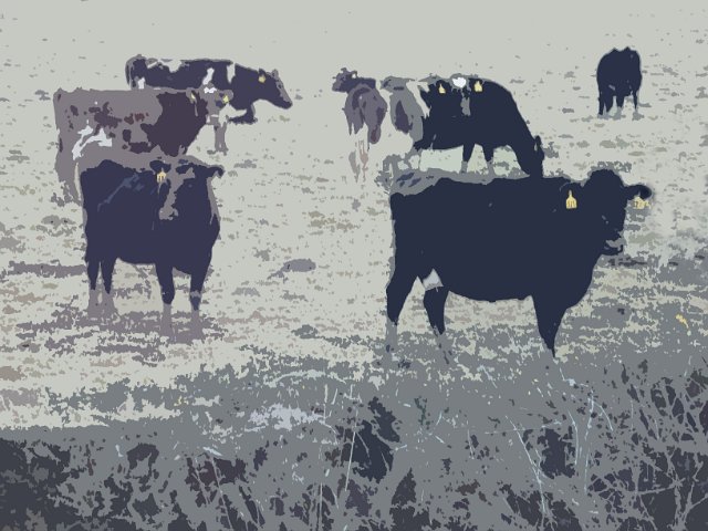 cows cutout graphic effect