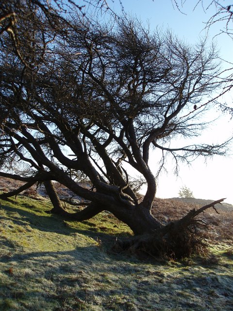 a large tree up-rooted by the wind